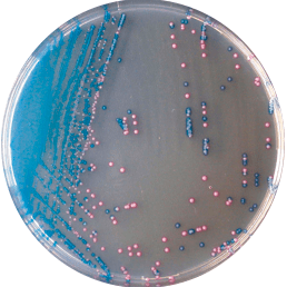 Каталог CHROMagar StrepB – для выделения и дифференциации Streptococcus agalactiae